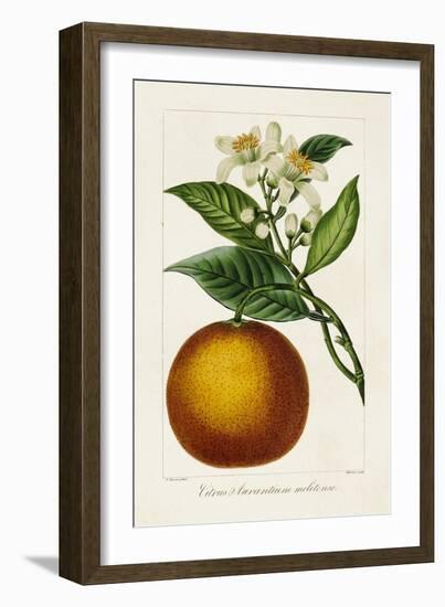 Antique Citrus Fruit I-Pancrace Bessa-Framed Art Print