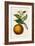 Antique Citrus Fruit I-Pancrace Bessa-Framed Art Print