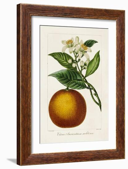 Antique Citrus Fruit I-Pancrace Bessa-Framed Art Print