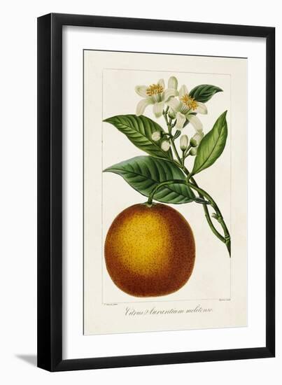 Antique Citrus Fruit I-Pancrace Bessa-Framed Art Print