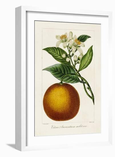 Antique Citrus Fruit I-Pancrace Bessa-Framed Art Print