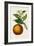 Antique Citrus Fruit I-Pancrace Bessa-Framed Art Print