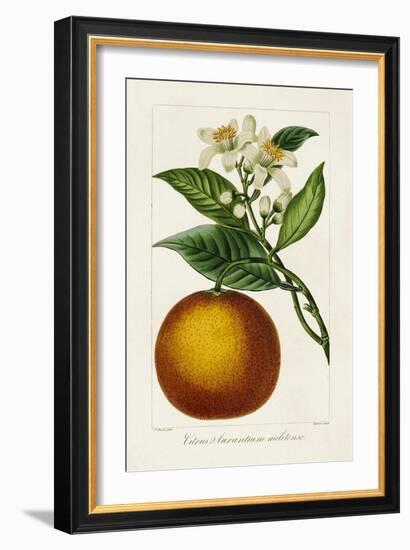 Antique Citrus Fruit I-Pancrace Bessa-Framed Art Print