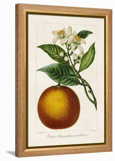 Antique Citrus Fruit I-Pancrace Bessa-Framed Stretched Canvas