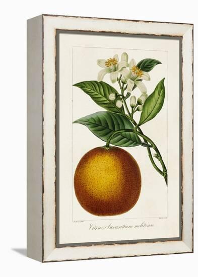 Antique Citrus Fruit I-Pancrace Bessa-Framed Stretched Canvas