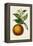 Antique Citrus Fruit I-Pancrace Bessa-Framed Stretched Canvas