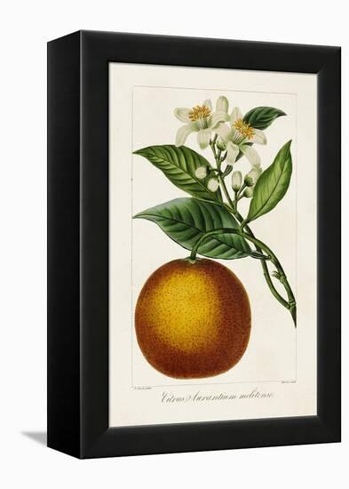 Antique Citrus Fruit I-Pancrace Bessa-Framed Stretched Canvas