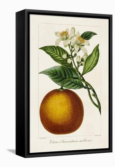 Antique Citrus Fruit I-Pancrace Bessa-Framed Stretched Canvas
