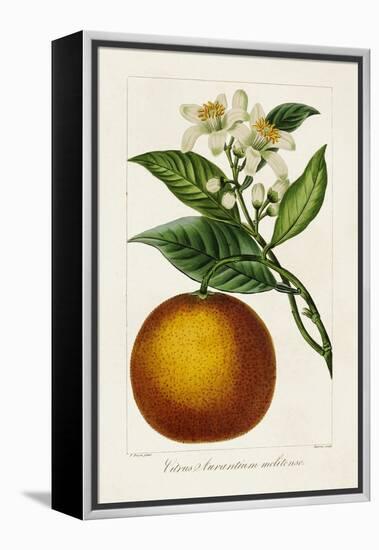 Antique Citrus Fruit I-Pancrace Bessa-Framed Stretched Canvas