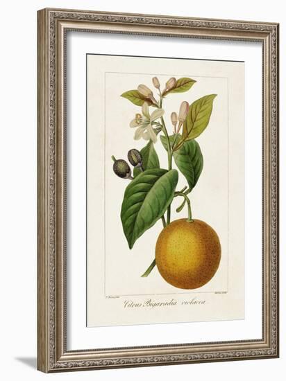 Antique Citrus Fruit II-Pancrace Bessa-Framed Art Print