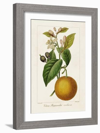 Antique Citrus Fruit II-Pancrace Bessa-Framed Art Print