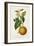 Antique Citrus Fruit II-Pancrace Bessa-Framed Art Print