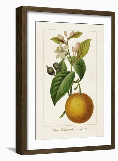 Antique Citrus Fruit II-Pancrace Bessa-Framed Art Print