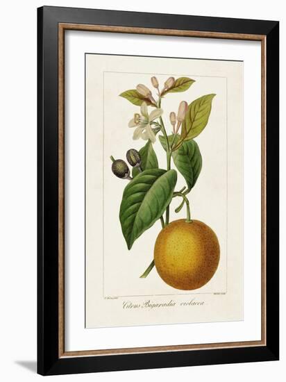 Antique Citrus Fruit II-Pancrace Bessa-Framed Art Print