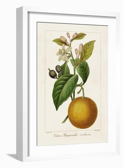 Antique Citrus Fruit II-Pancrace Bessa-Framed Art Print