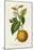 Antique Citrus Fruit II-Pancrace Bessa-Mounted Art Print