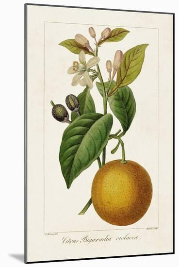 Antique Citrus Fruit II-Pancrace Bessa-Mounted Art Print