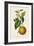 Antique Citrus Fruit II-Pancrace Bessa-Framed Art Print