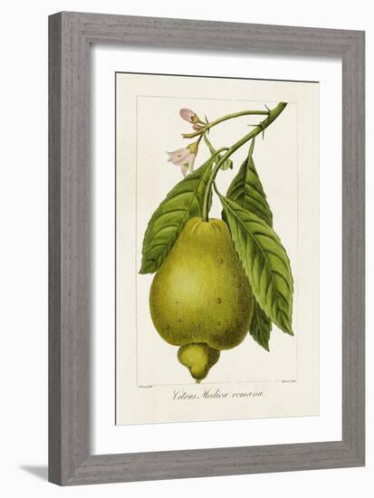 Antique Citrus Fruit III-Pancrace Bessa-Framed Art Print