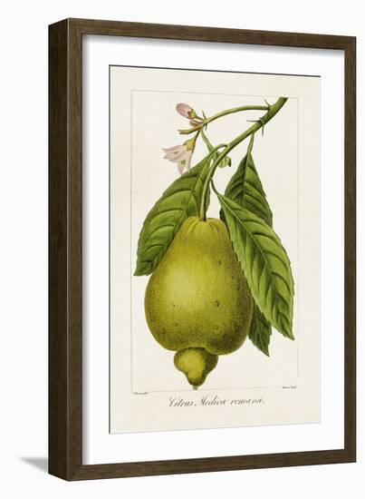 Antique Citrus Fruit III-Pancrace Bessa-Framed Art Print