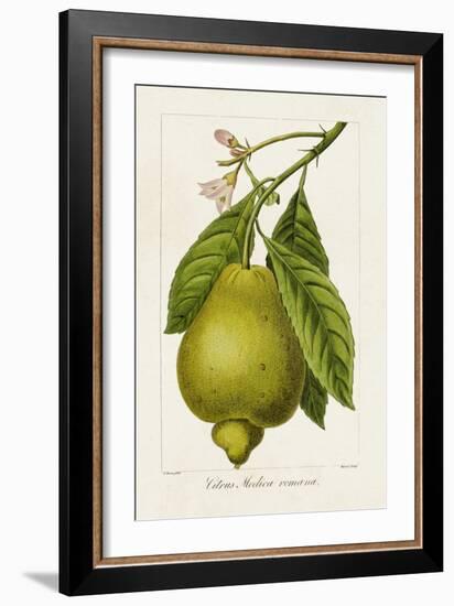 Antique Citrus Fruit III-Pancrace Bessa-Framed Art Print