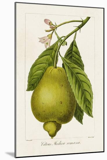 Antique Citrus Fruit III-Pancrace Bessa-Mounted Art Print