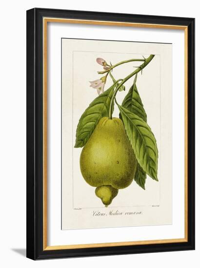 Antique Citrus Fruit III-Pancrace Bessa-Framed Art Print