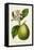 Antique Citrus Fruit IV-Pancrace Bessa-Framed Stretched Canvas