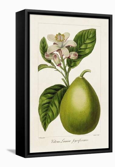 Antique Citrus Fruit IV-Pancrace Bessa-Framed Stretched Canvas