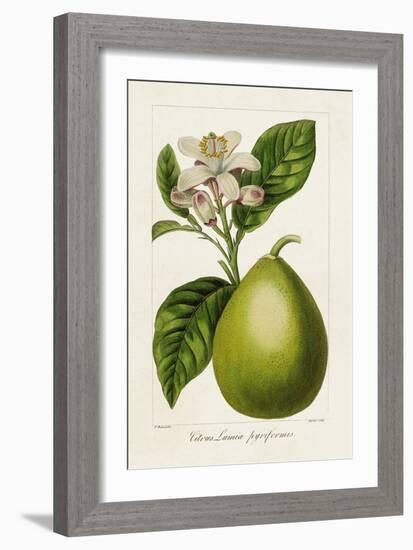 Antique Citrus Fruit IV-Pancrace Bessa-Framed Art Print