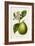 Antique Citrus Fruit IV-Pancrace Bessa-Framed Art Print