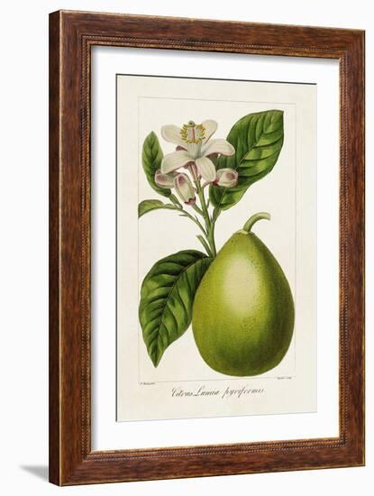 Antique Citrus Fruit IV-Pancrace Bessa-Framed Art Print