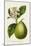 Antique Citrus Fruit IV-Pancrace Bessa-Mounted Art Print