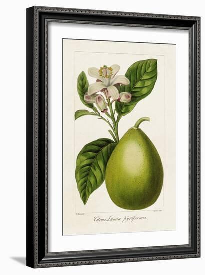 Antique Citrus Fruit IV-Pancrace Bessa-Framed Art Print