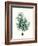 Antique Coastal Coral V-Johann Esper-Framed Art Print