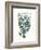 Antique Coastal Coral VIII-Johann Esper-Framed Art Print