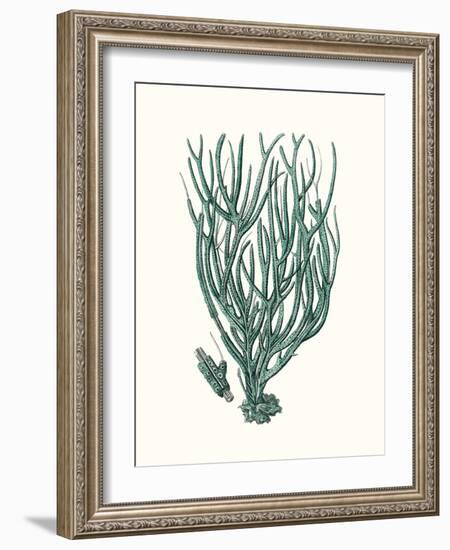 Antique Coastal Coral VIII-Johann Esper-Framed Art Print