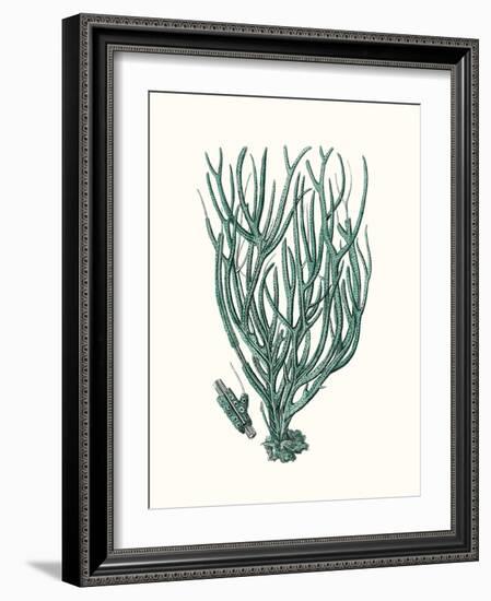 Antique Coastal Coral VIII-Johann Esper-Framed Art Print