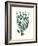 Antique Coastal Coral VIII-Johann Esper-Framed Art Print