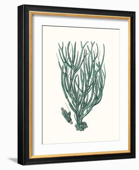 Antique Coastal Coral VIII-Johann Esper-Framed Art Print