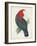 Antique Cockatoo I-Unknown-Framed Art Print