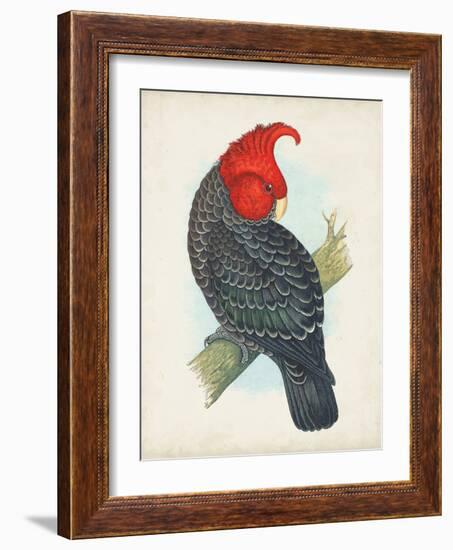 Antique Cockatoo I-Unknown-Framed Art Print