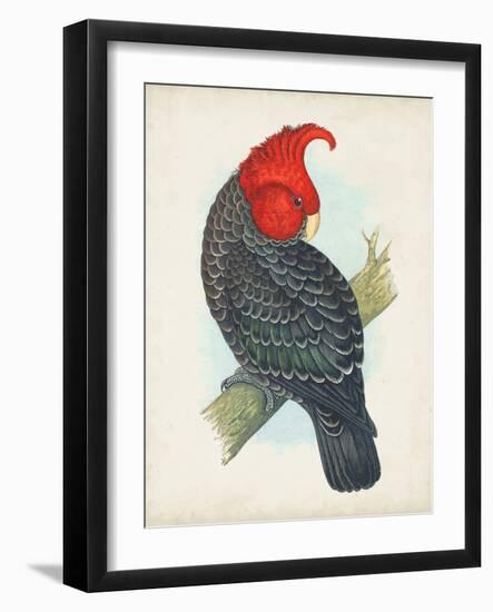Antique Cockatoo I-Unknown-Framed Art Print