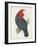 Antique Cockatoo I-Unknown-Framed Art Print