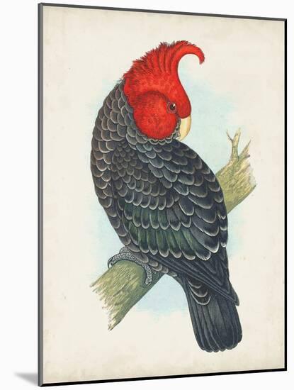 Antique Cockatoo I-Unknown-Mounted Art Print