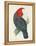 Antique Cockatoo I-Unknown-Framed Stretched Canvas