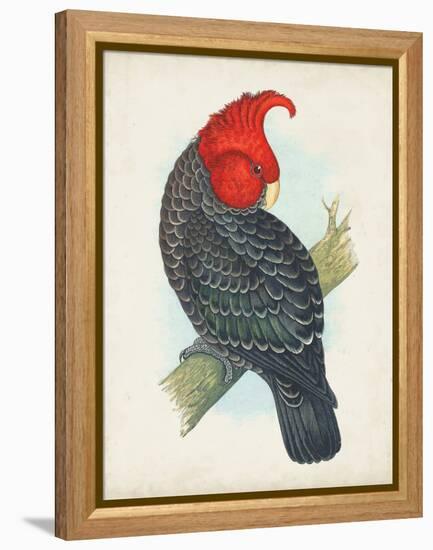 Antique Cockatoo I-Unknown-Framed Stretched Canvas