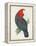 Antique Cockatoo I-Unknown-Framed Stretched Canvas