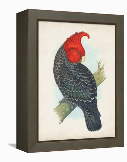 Antique Cockatoo I-Unknown-Framed Stretched Canvas