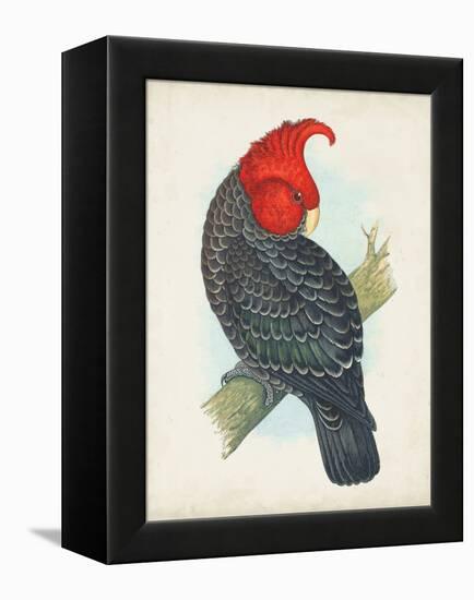 Antique Cockatoo I-Unknown-Framed Stretched Canvas